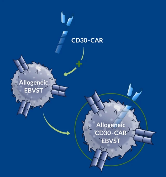 cd30 car